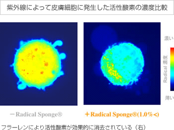 【紫外線によって皮膚細胞に発生した活性酸素の濃度比較】
フラーレンにより活性酸素が効果的に消去されている(右)